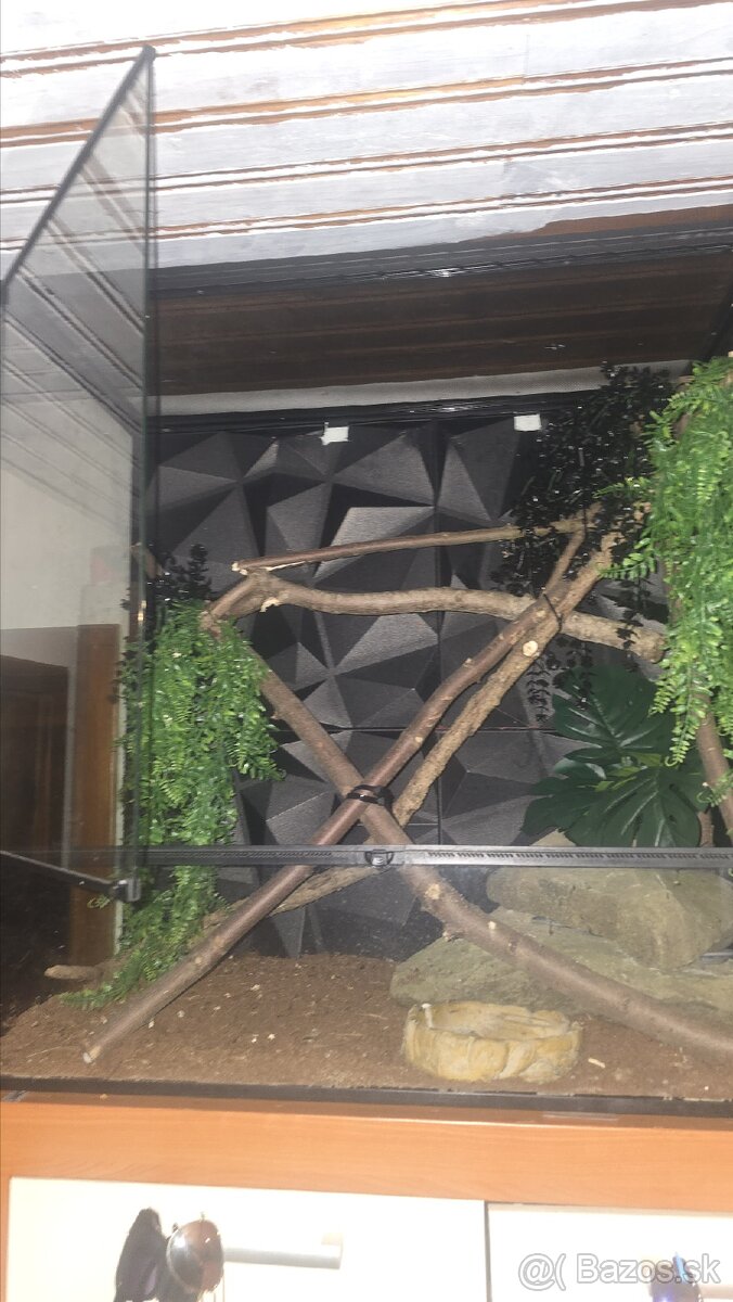 Terarium - 2