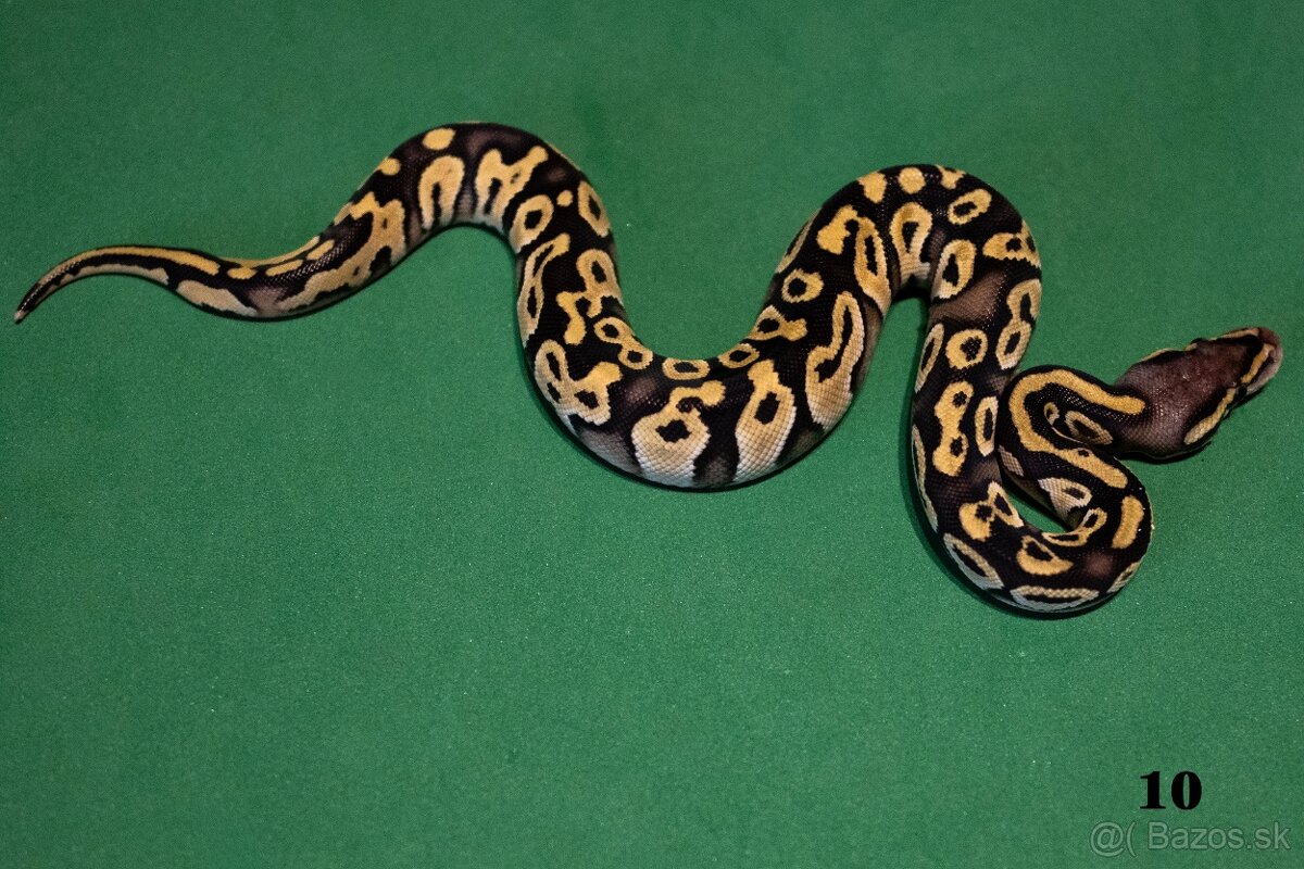 Pytón kráľovský/ Python regius - 2