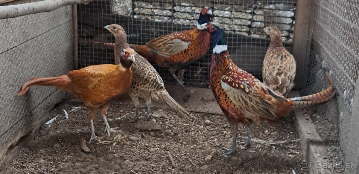 Bažant poľovný - 2