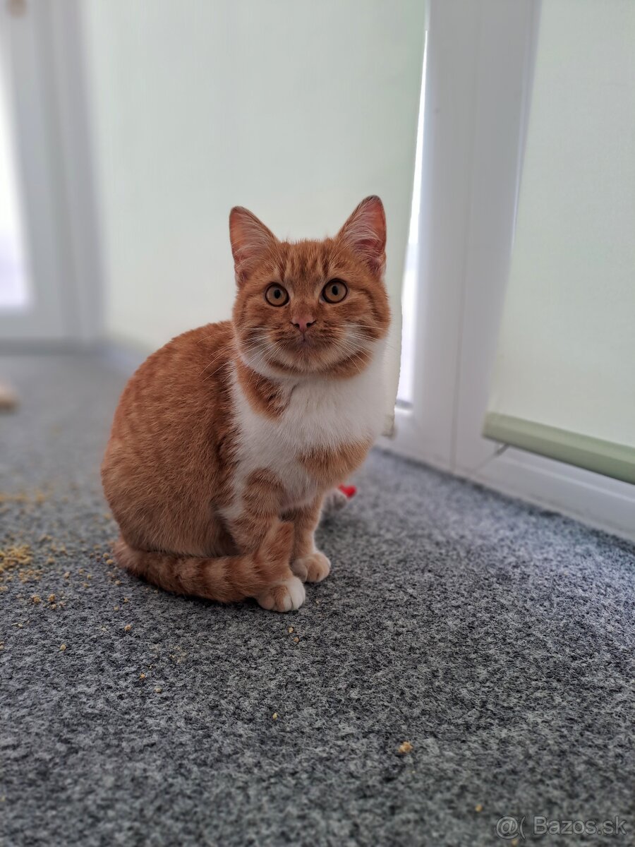 Darujem malého kocúrika - 2