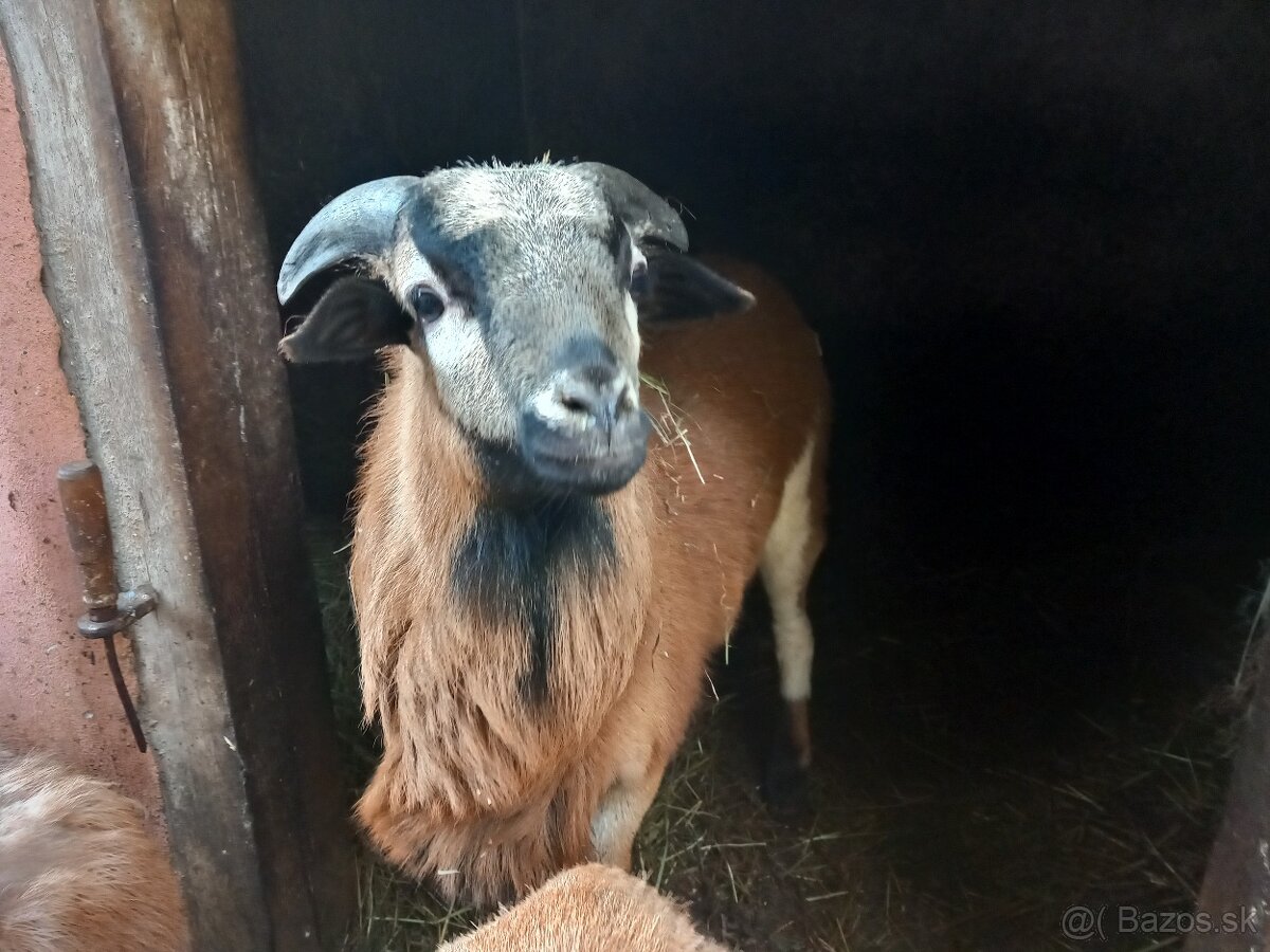 Kamerunske ovečky - 2