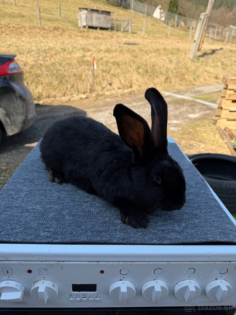 NOS Nemecký obrovitý strakač - 2