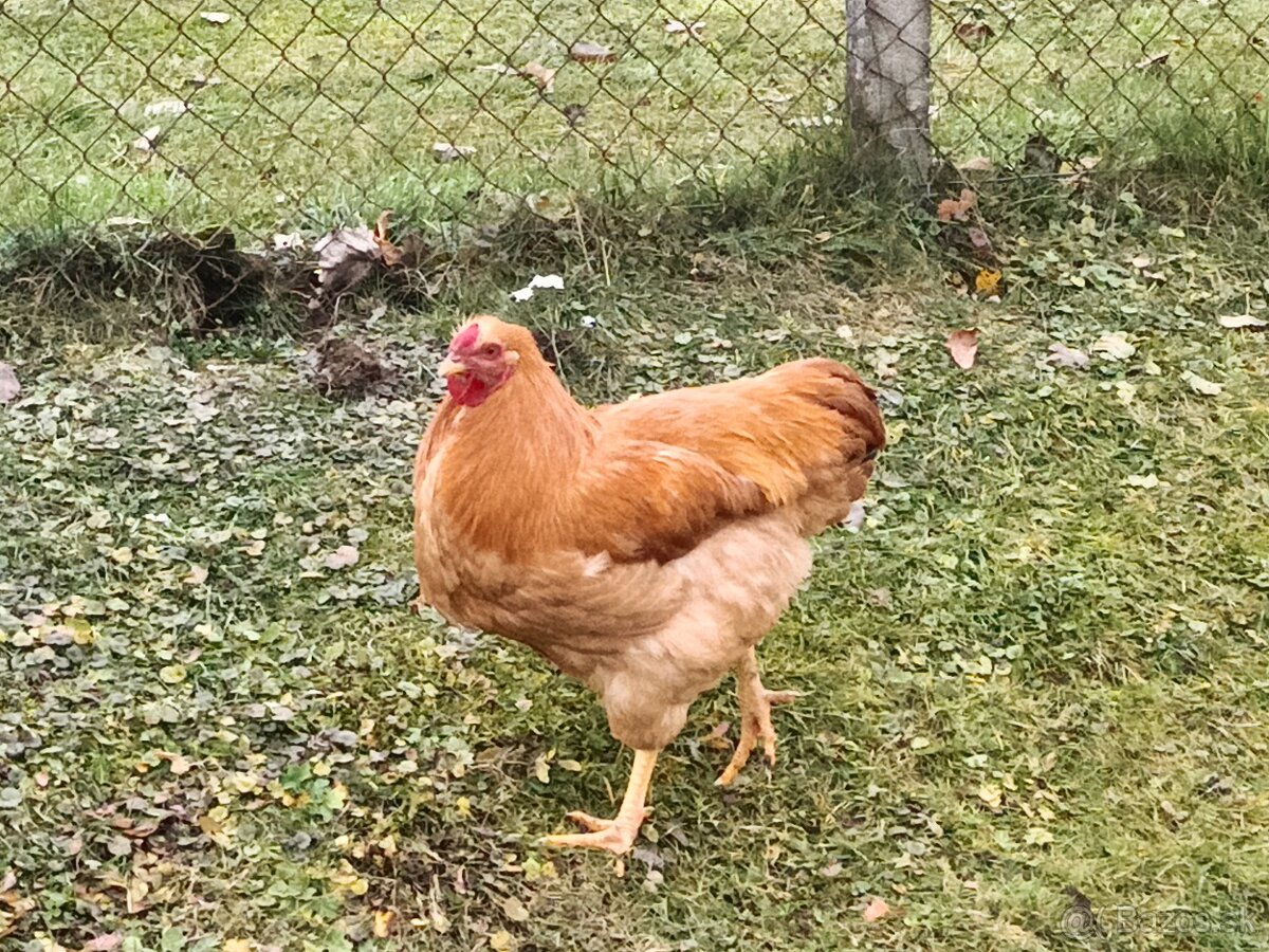 Predám Kohúty Oravka Hnedá a Vlaška Jarabičia - 2