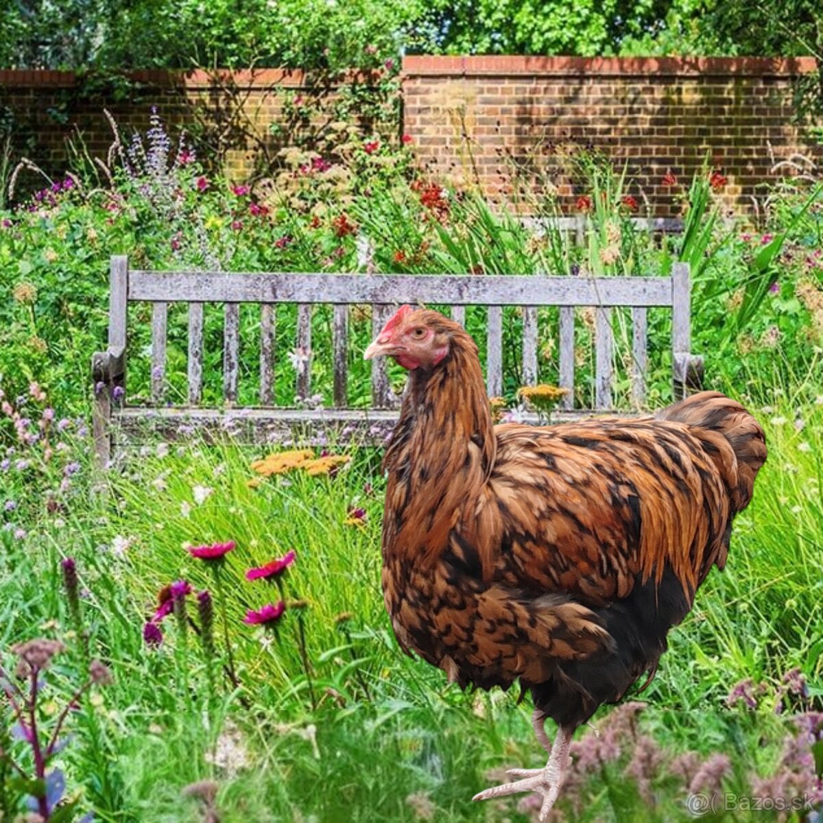 Kohuti orpington - 2