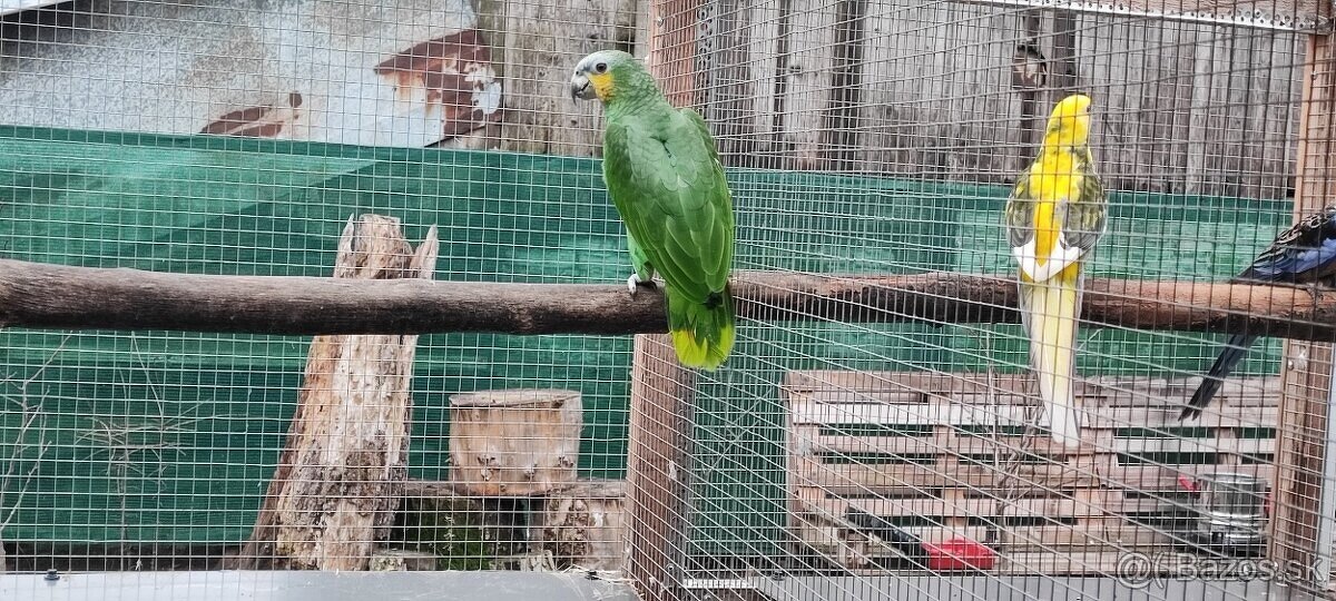 Amazonan Venezuelský - 2