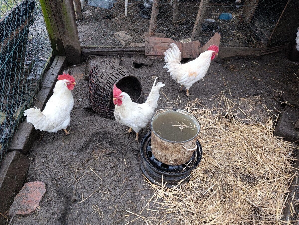 Leghorn a perlovosede - 2