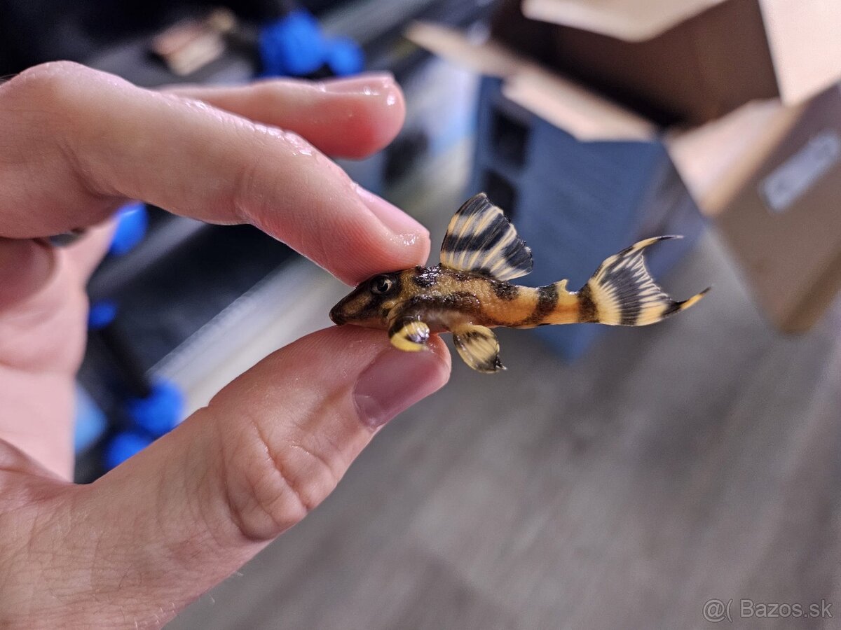 L 333 Gold line AAA - odchov - 2