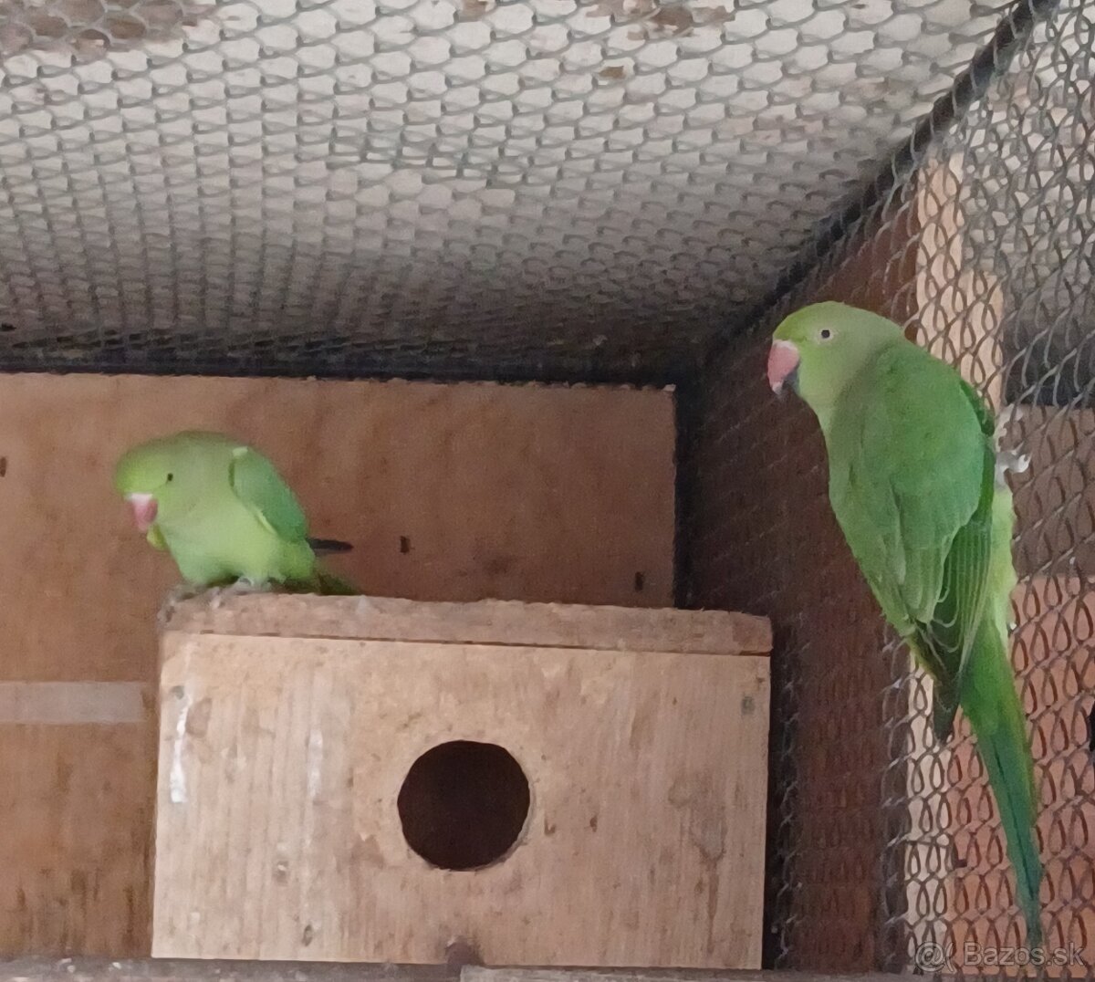 Predám Alexandrov malých: - 2