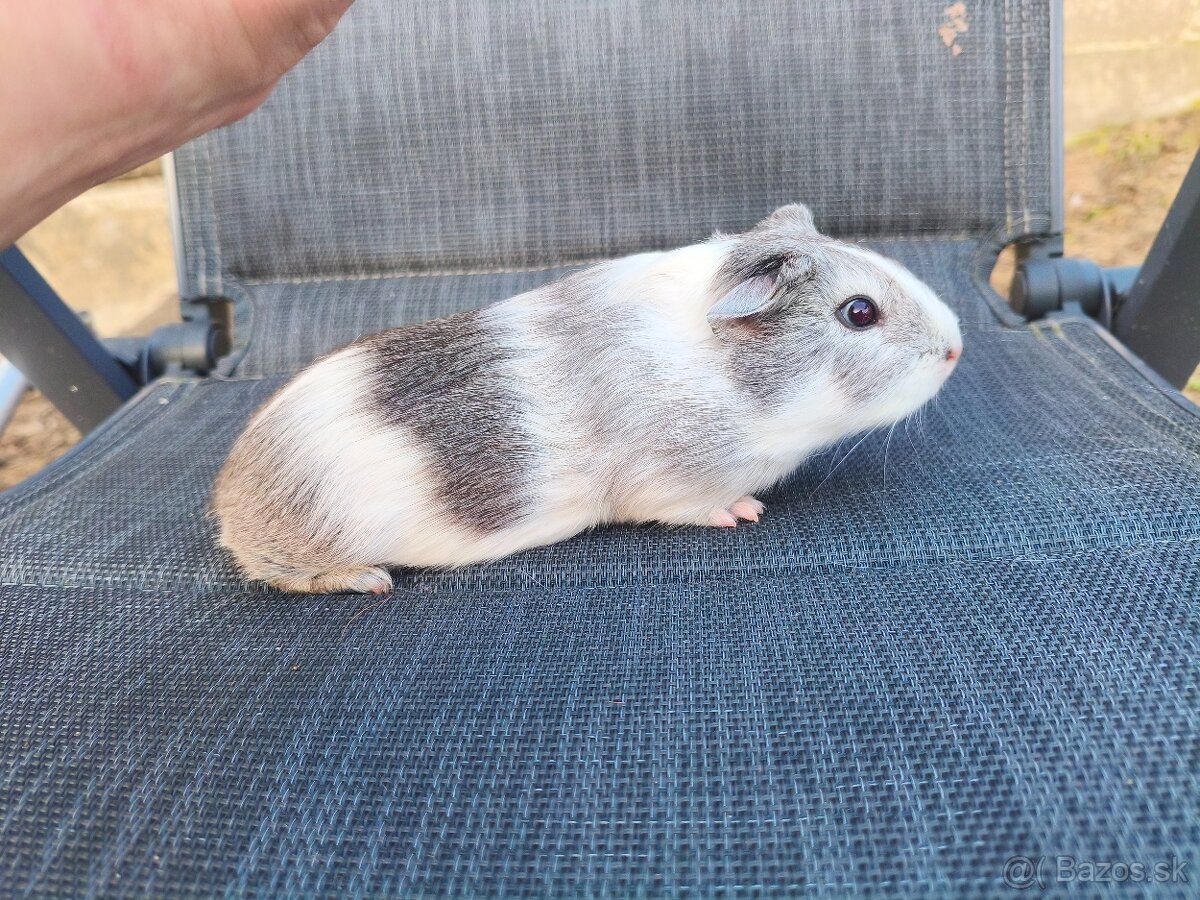 Cuy morčata - 2