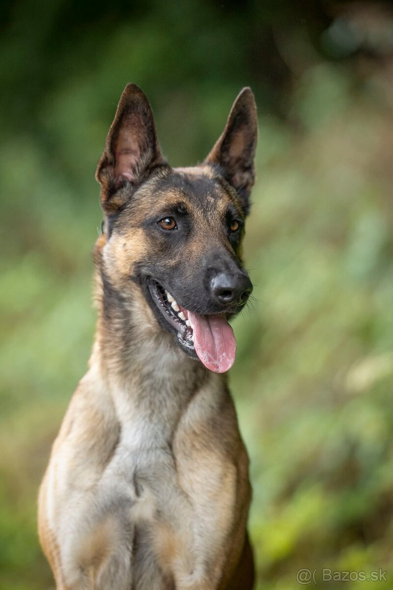 Belgický ovčiak - 2