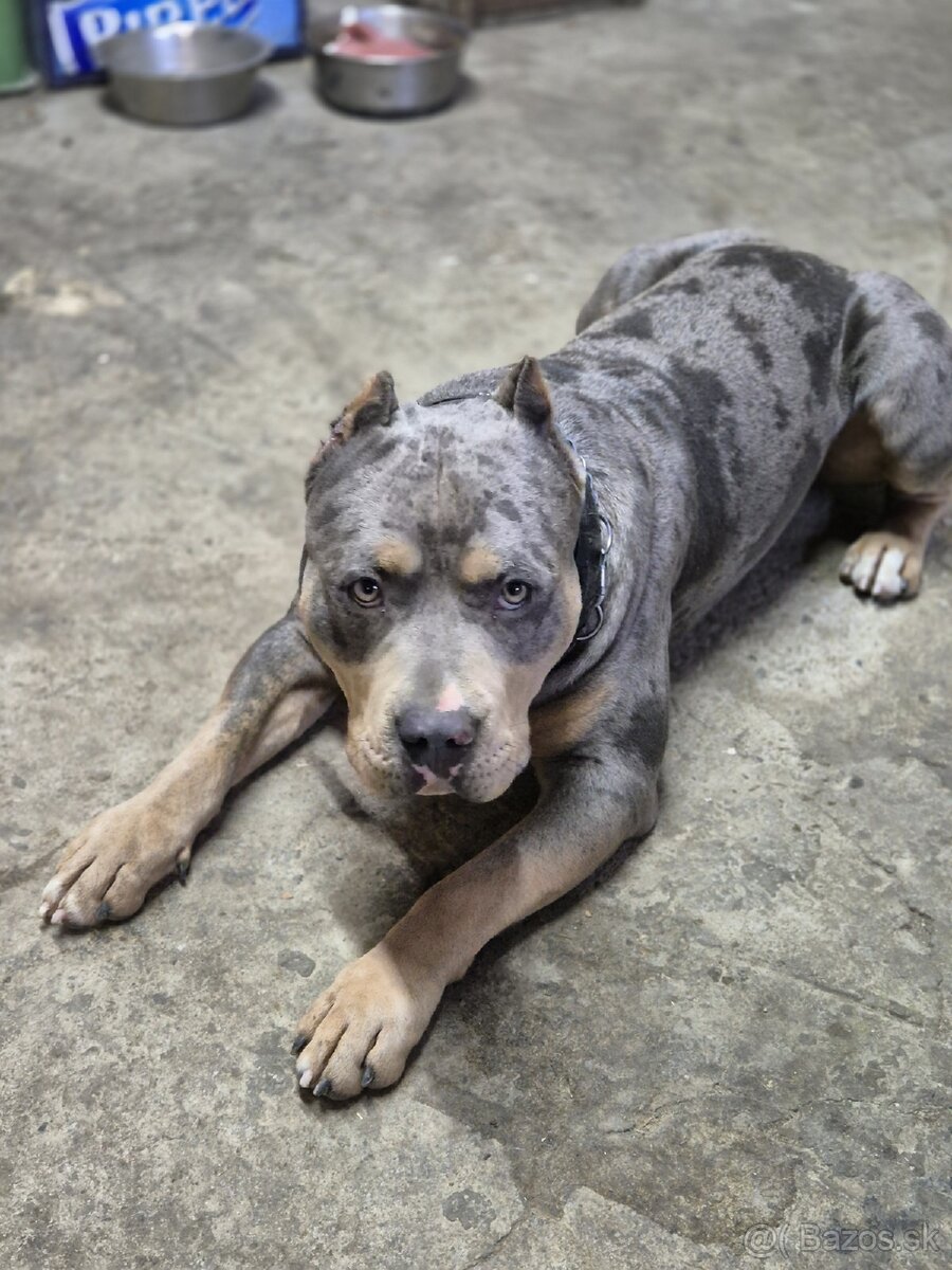 American Bully s PP,ABKC - 2