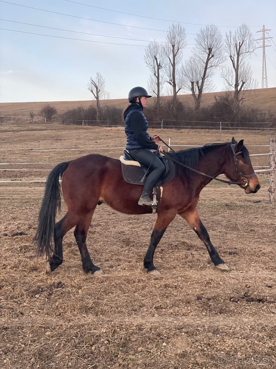 Mladý valach kríženec norika - 2