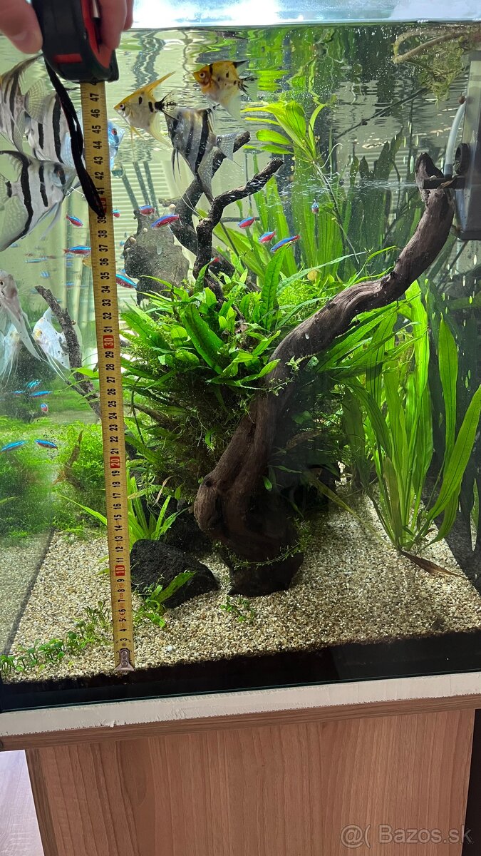 Amano wood - 2