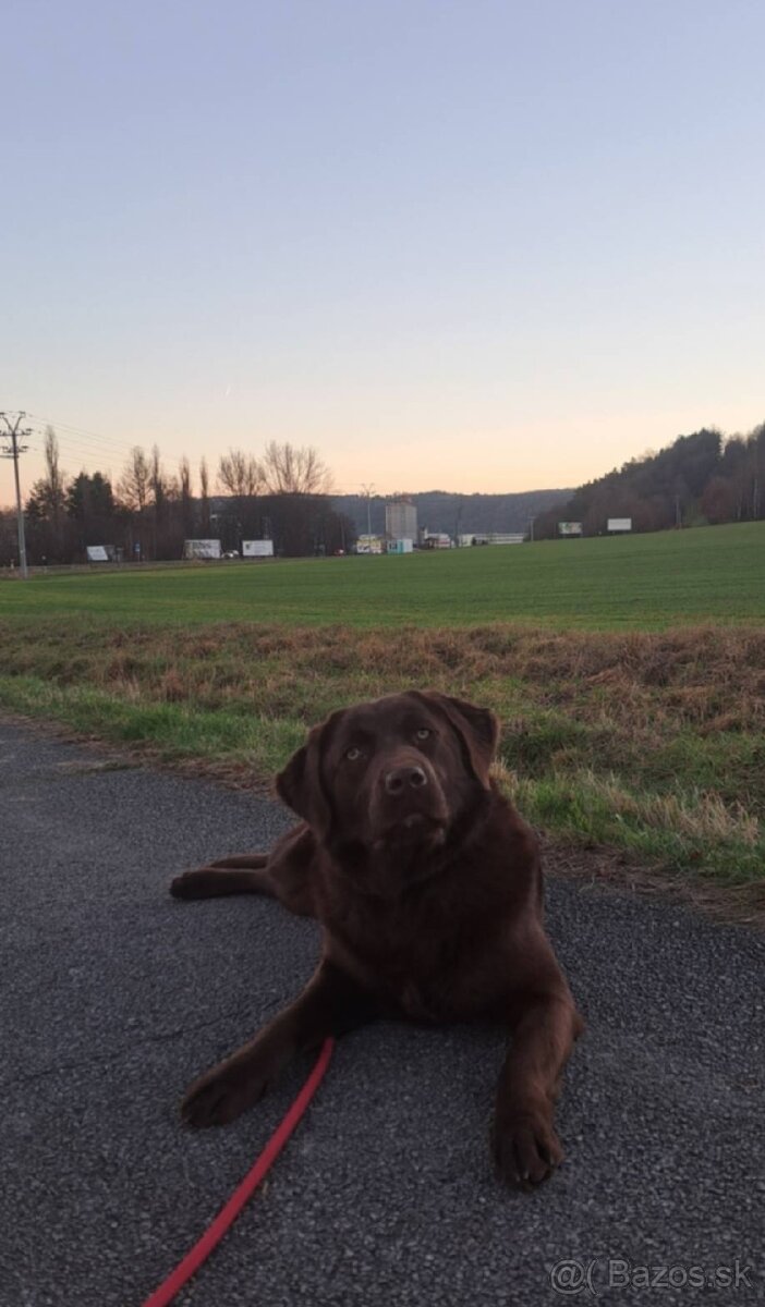 Labradorsky retriever - 2