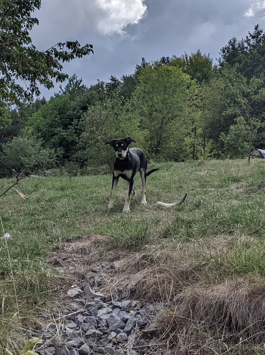 Austrálske kelpie na pasenie - 2