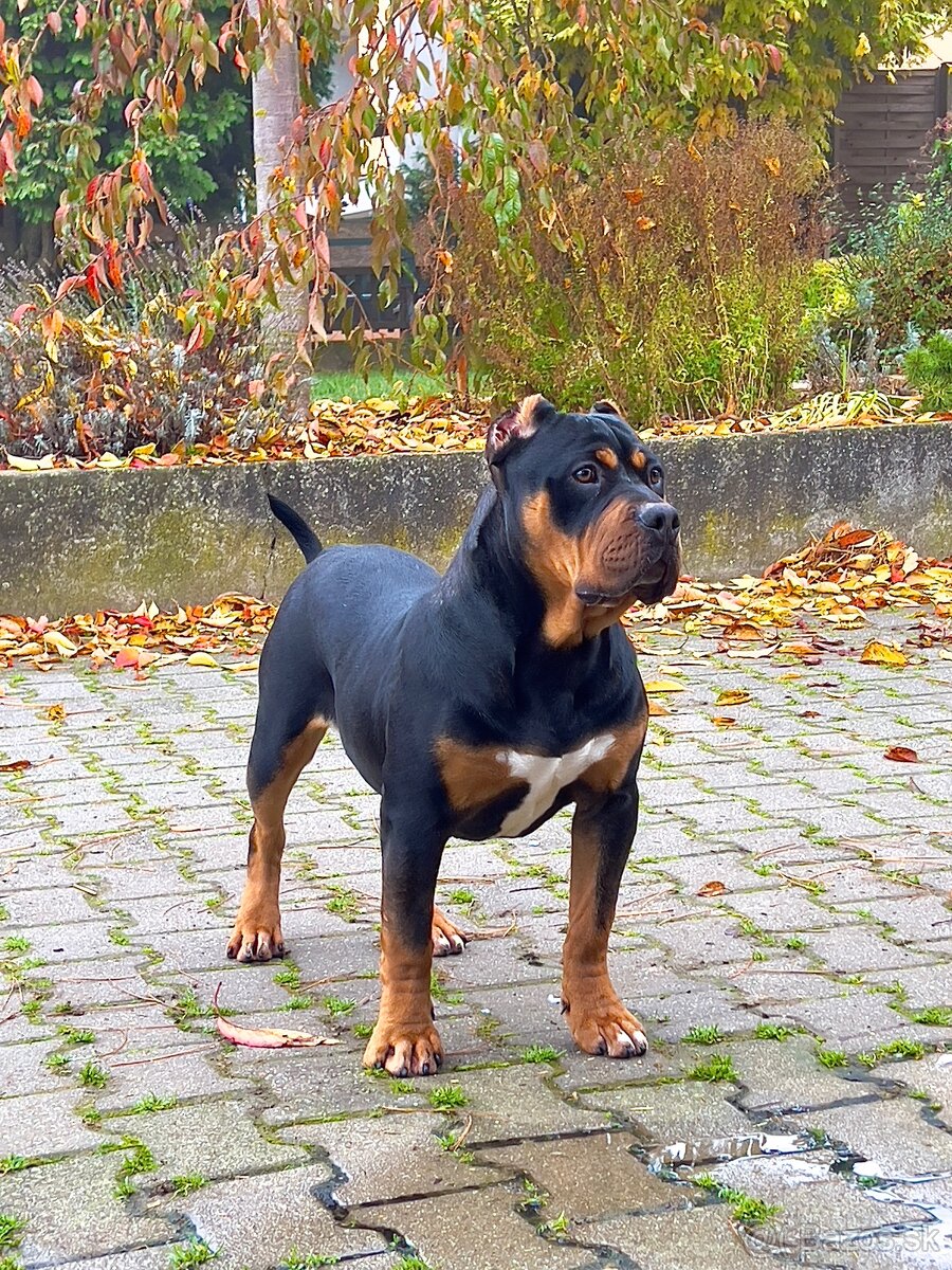 AMERICAN BULLY XL s PP - 2