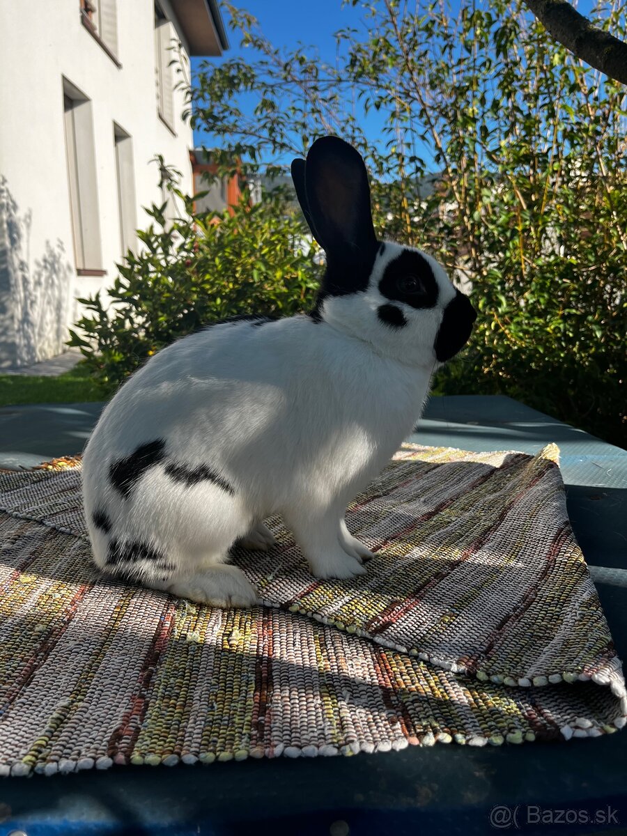 Králik Český strakáč - 2