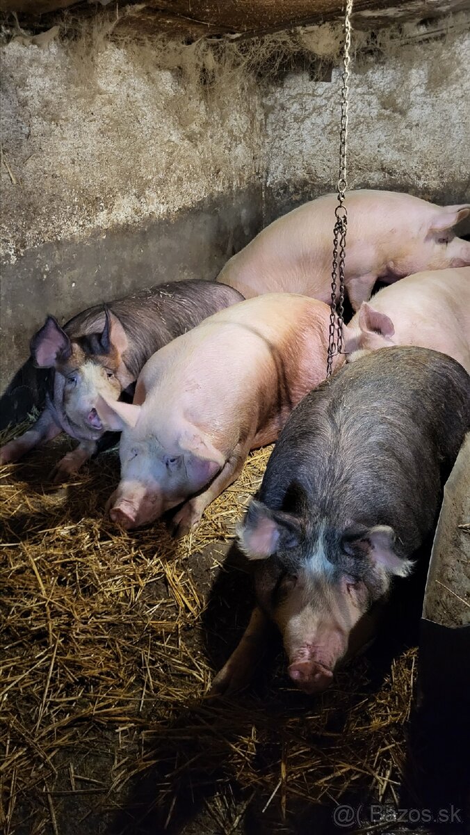 Jatočné ošípané. - 2