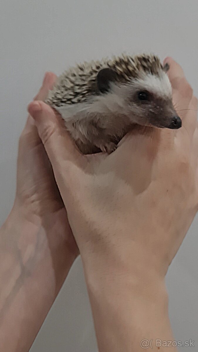 Ježko africký bielobruchý - 2