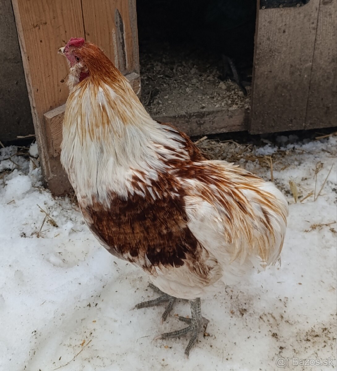 Araucana kohutiky - 2