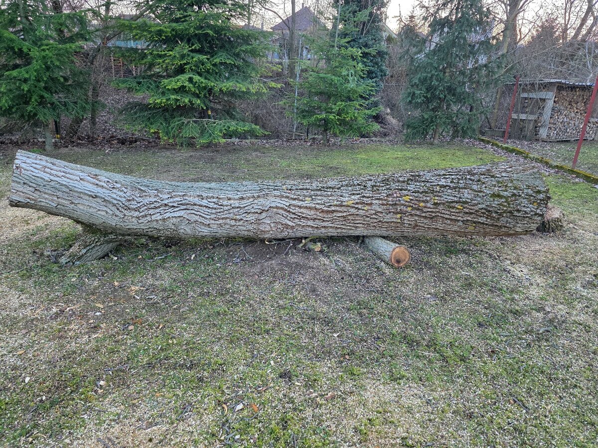 Predaj orechové kmeňa - 2