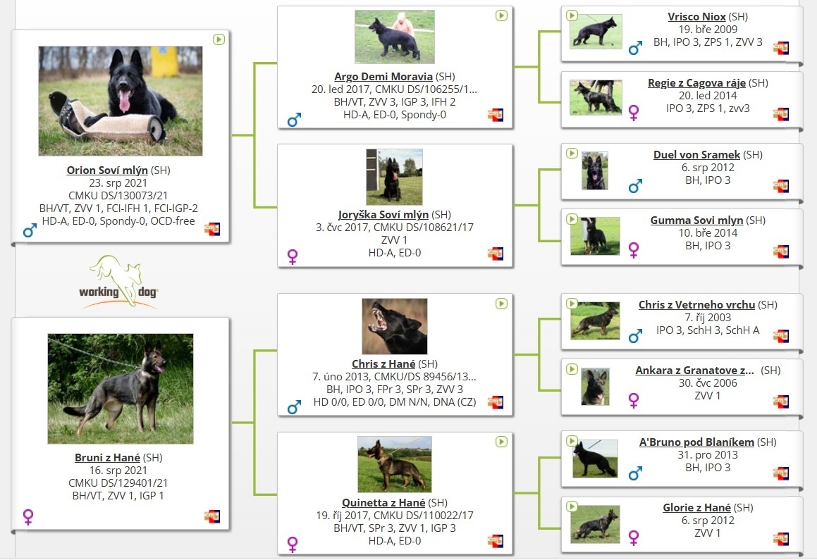 Nemecký ovčiak - šteniatka s PP - 2