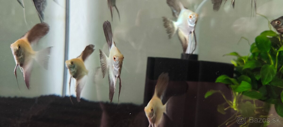 Pterophyllum Bulgarian - 2