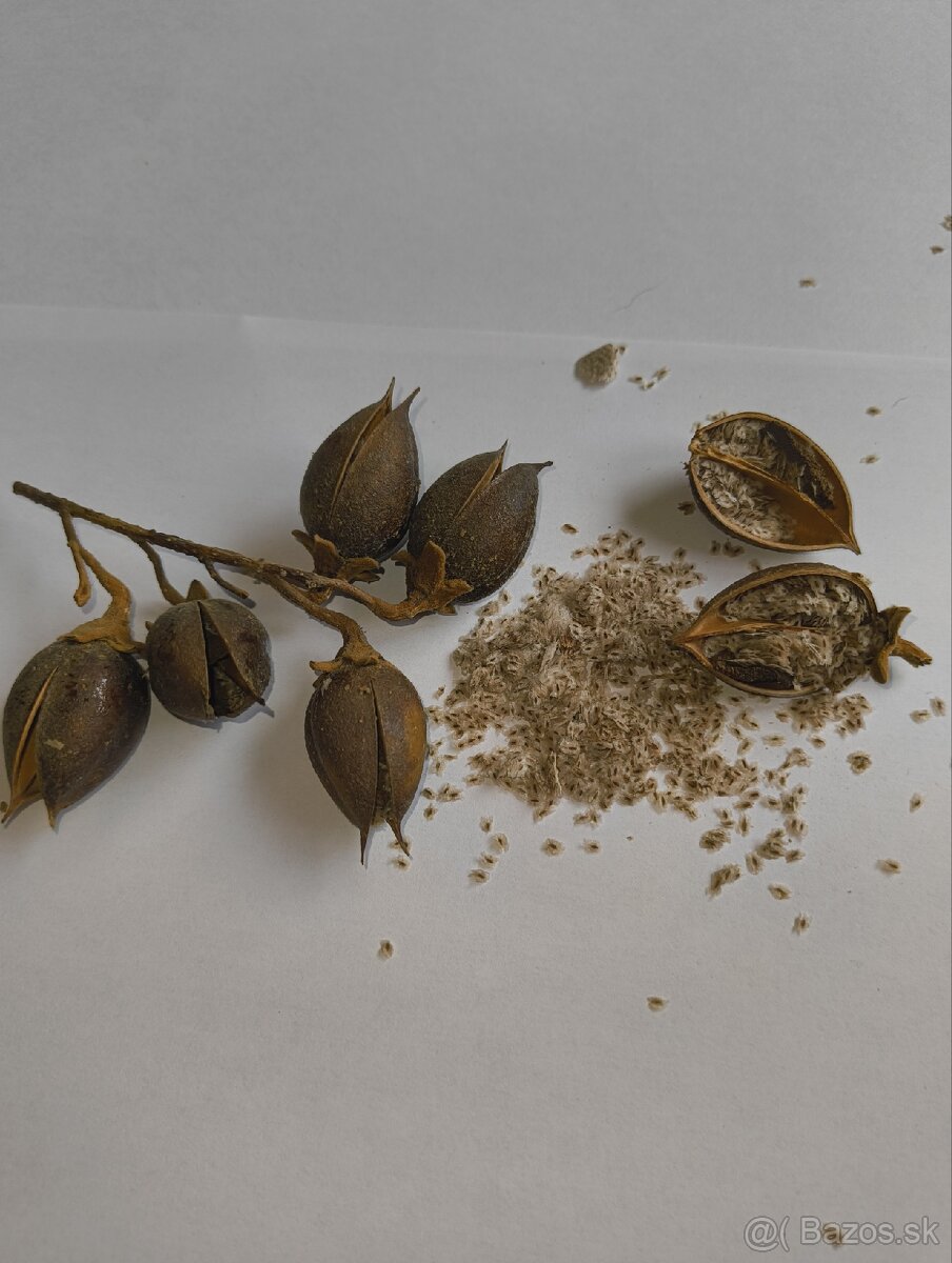 Semienka Paulownia - 2