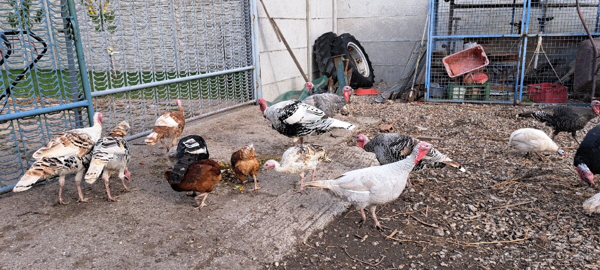 Predám , husy kacice kohuty atd. - 2