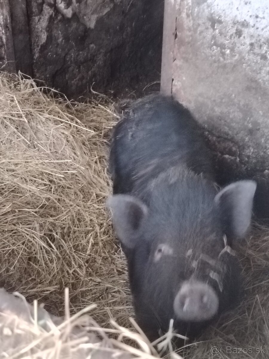 Vietnamské prasa - 2