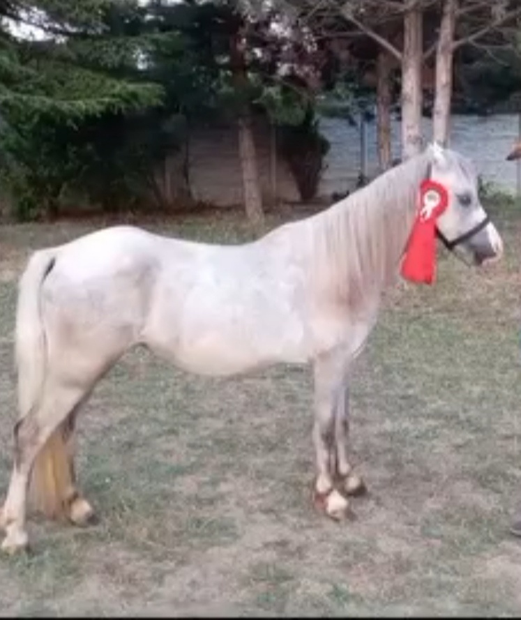 Welsh Mountain Pony - 2