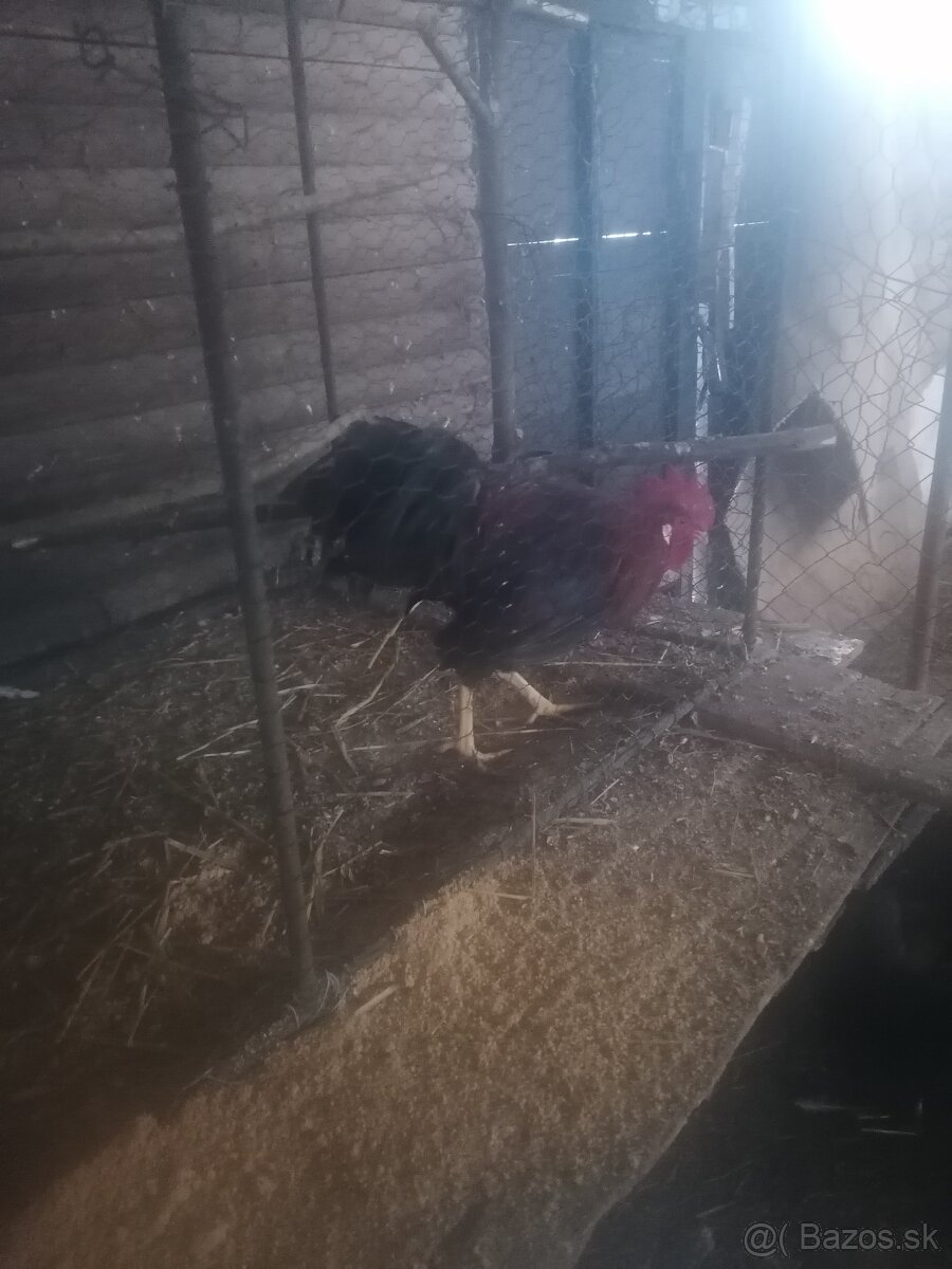 Maranska medenokrka - 2