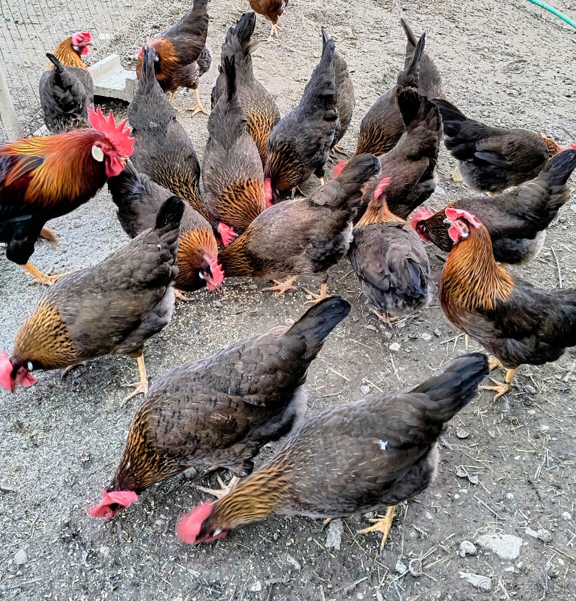 NV vlaška jarabicia - 2