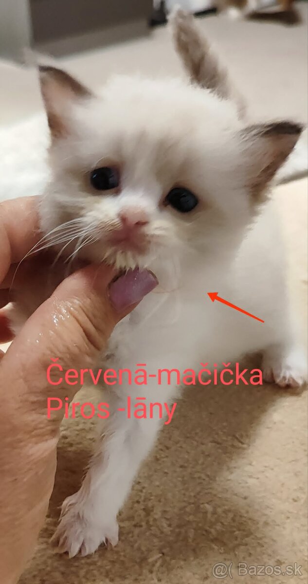Ragdoll mačička bez pp - 2