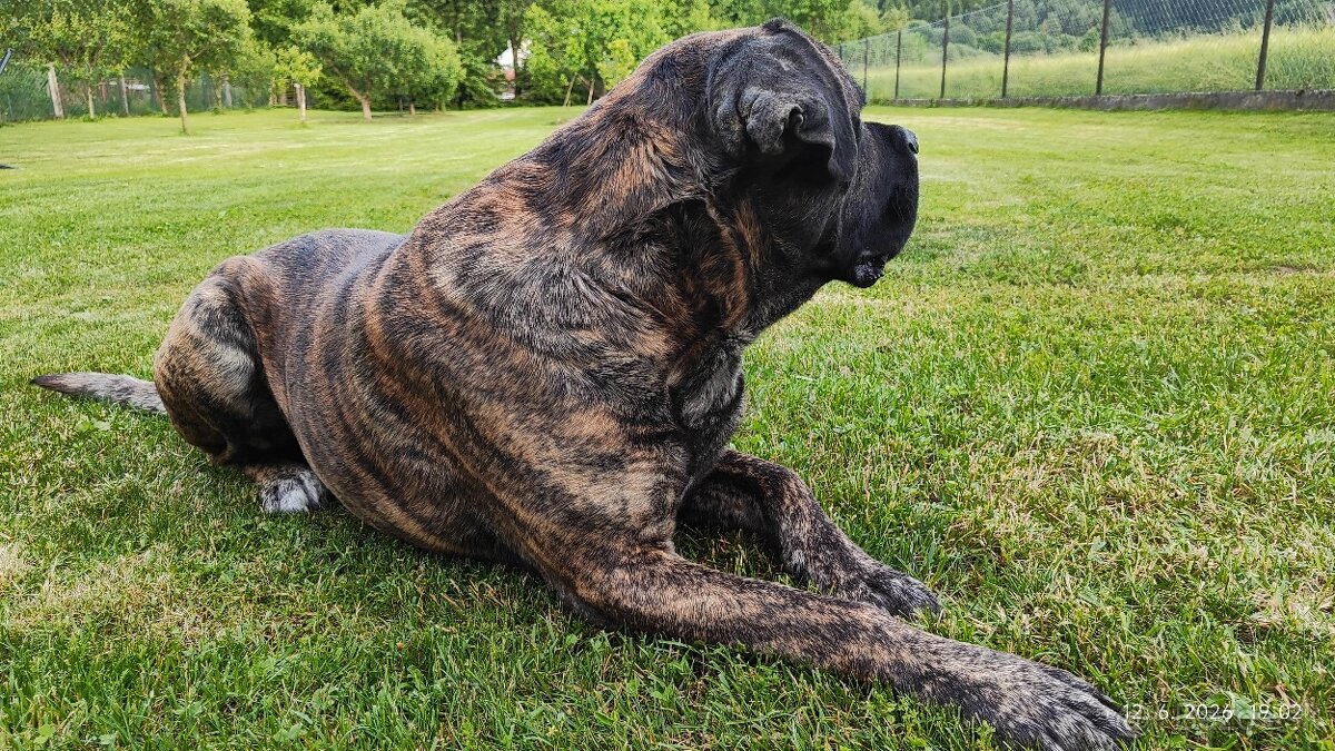 Cane corso na krytie - 2