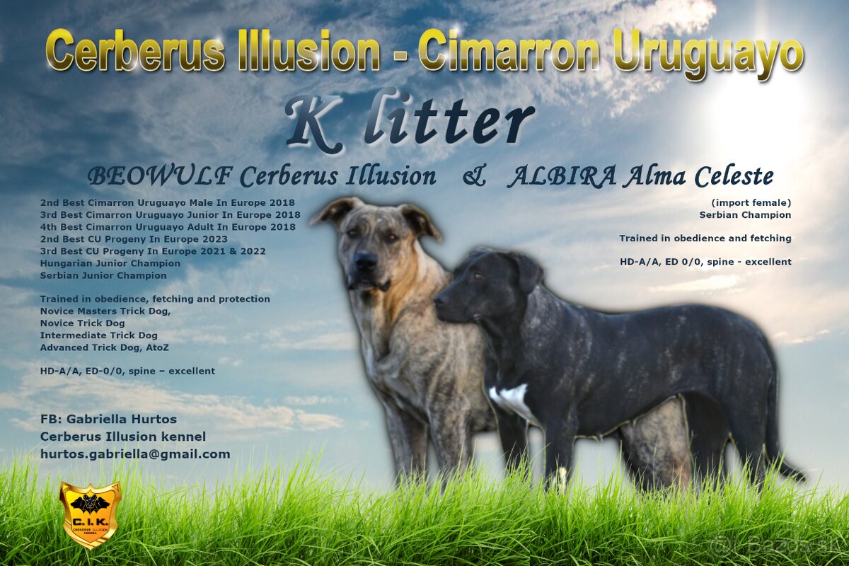 Cimarron Uruguayo s PP – rezervácia šteniatok - 2