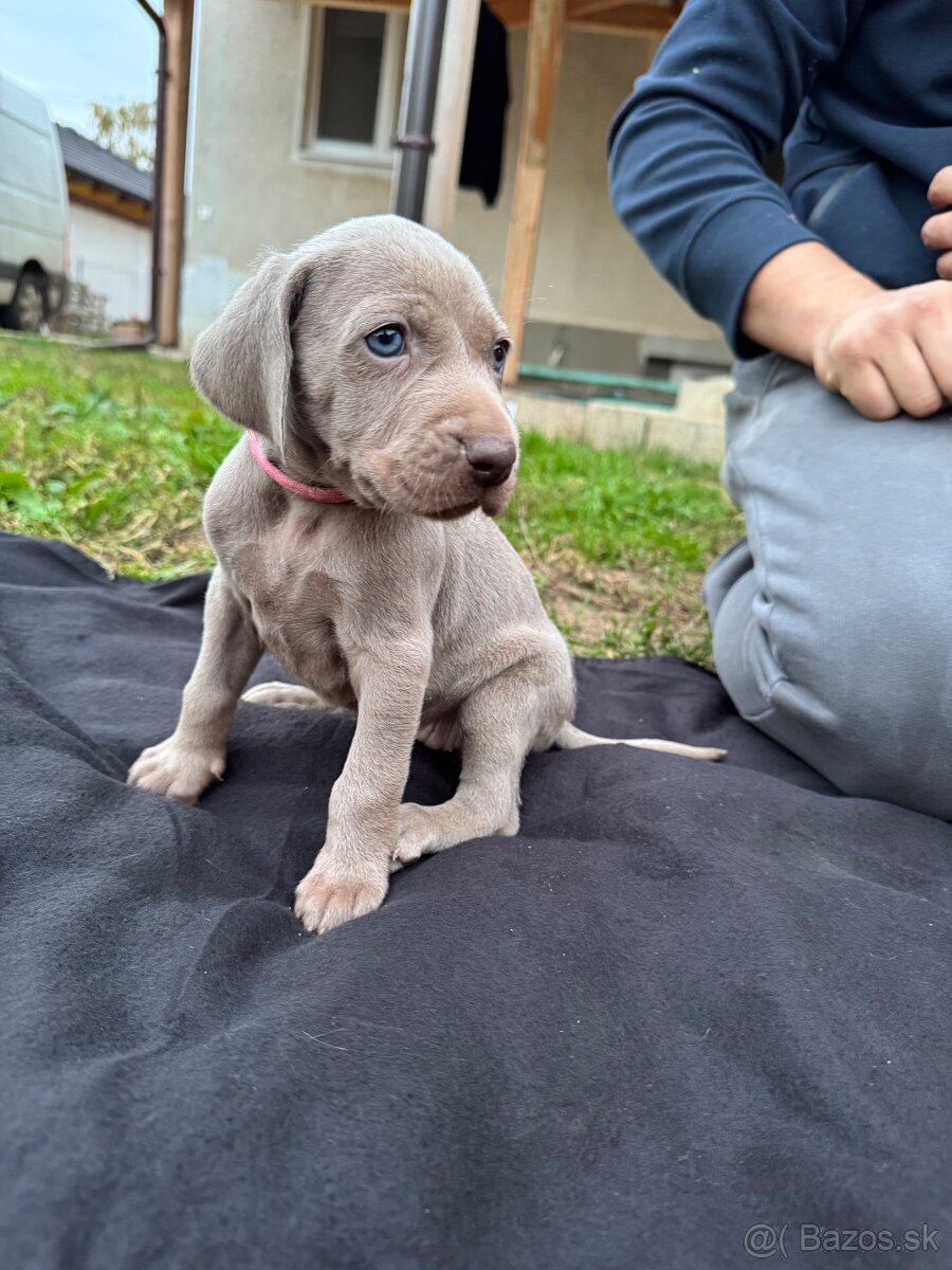 Weimarský stavač šteniatka - 2