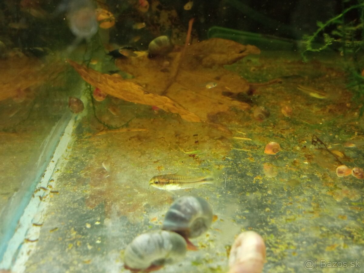 Panciernicek corydoras pygmaeus - 2