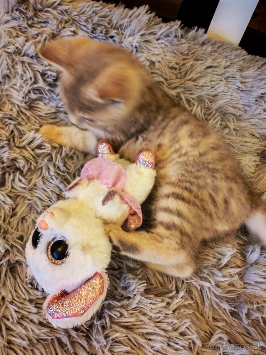 Britské mačiatka - 2