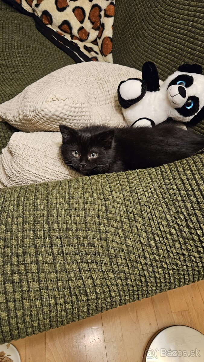 Britská mačka na predaj - 2