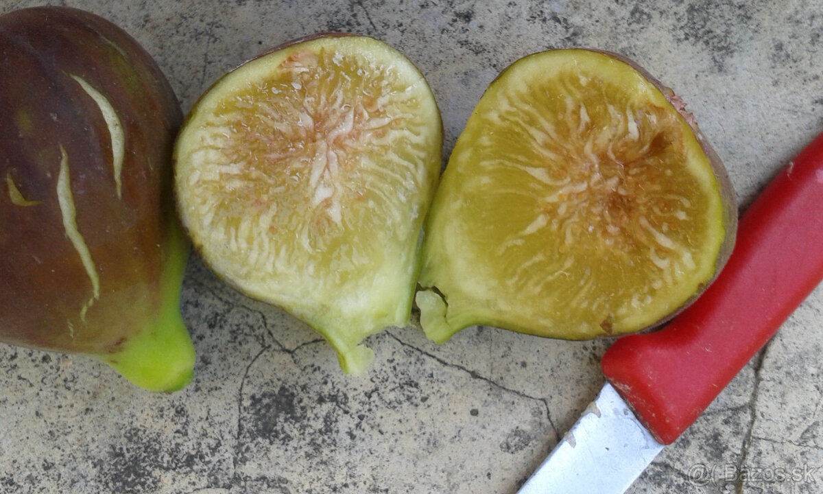 FIGOVNíKY RODIACE - 2