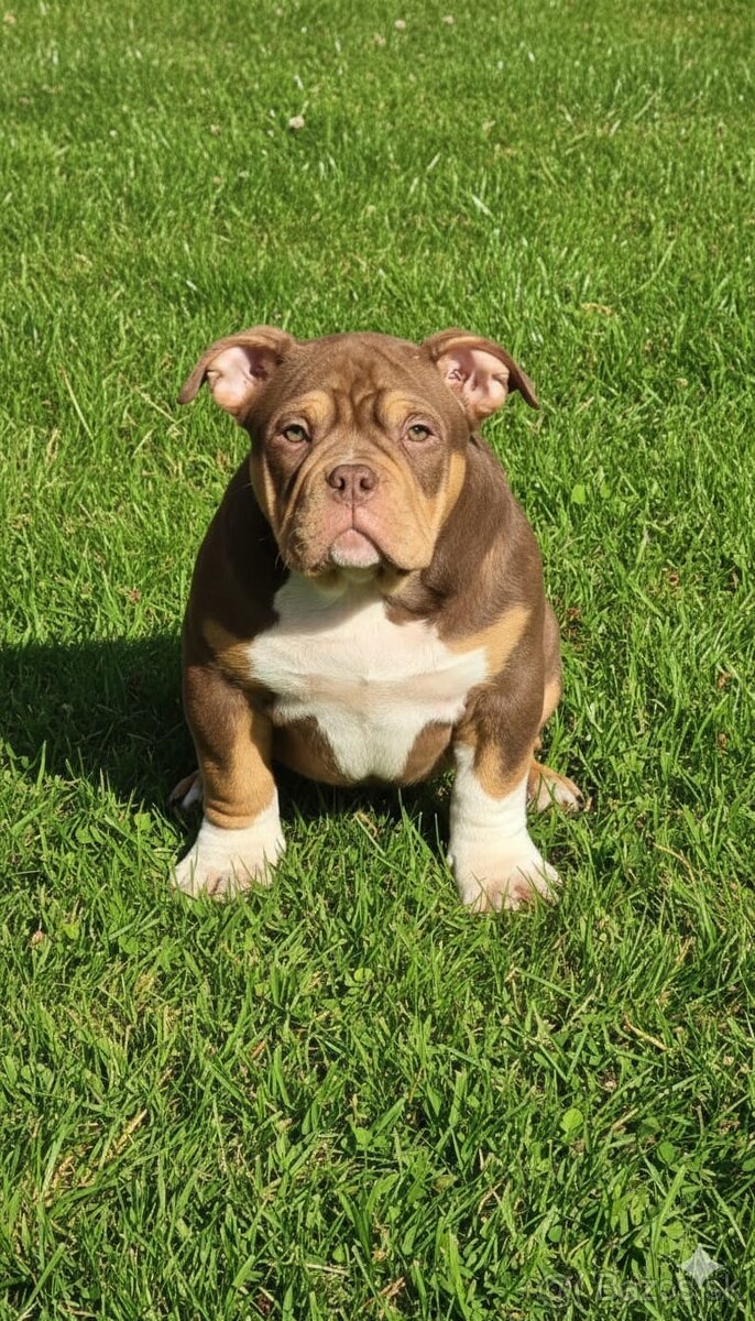 American Bully standard/pocket - 2