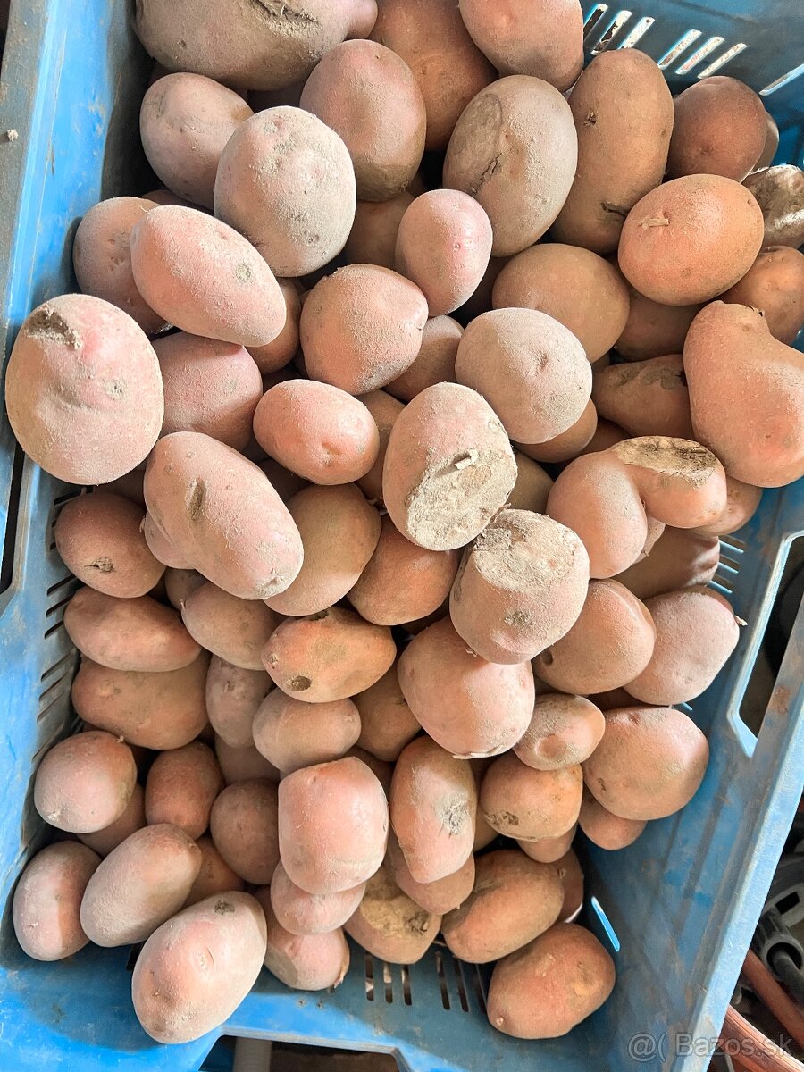 Konzumné zemiaky 2.Trieda - 2