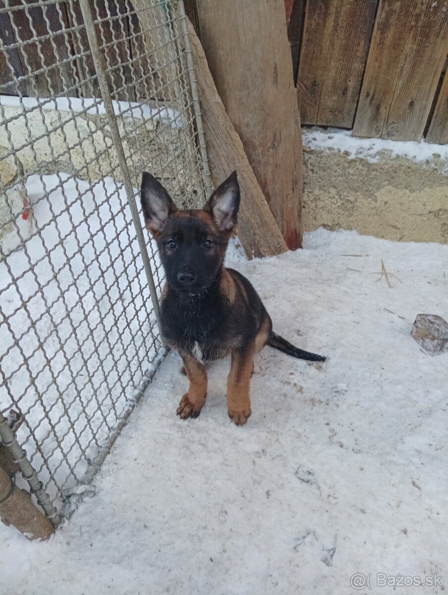 Šteniatka nemecký ovčiak - 2