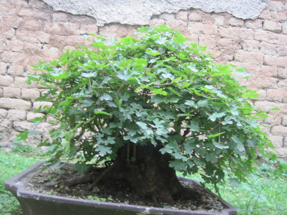 bonsai,bonsaj-javor maxi shohin - 2