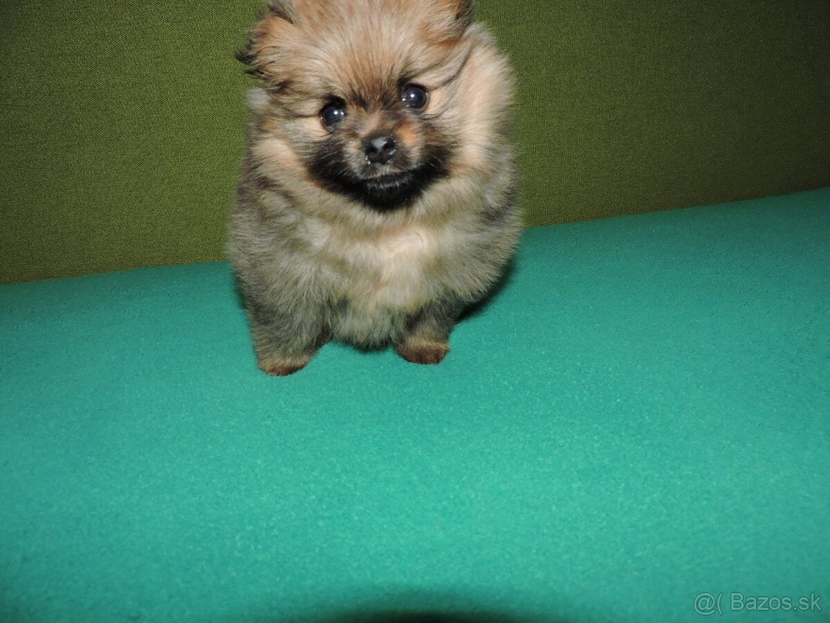 špic malý oranžový,fenka - 2