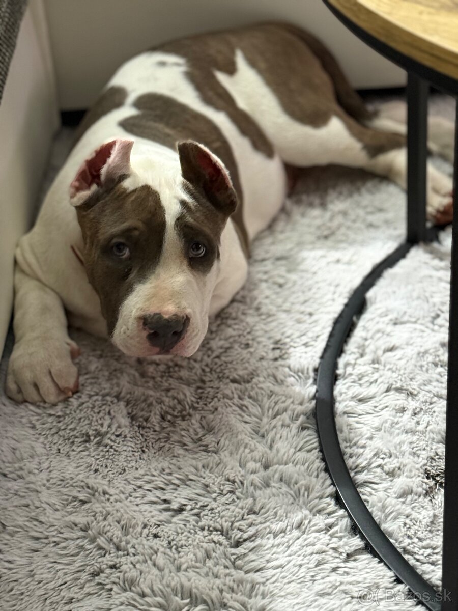 American Bully XL - 2