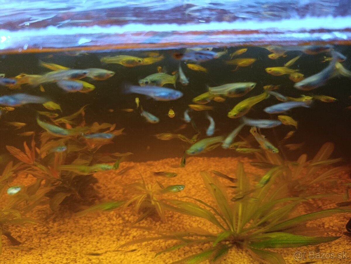 Darujem akvariové rybky - 2