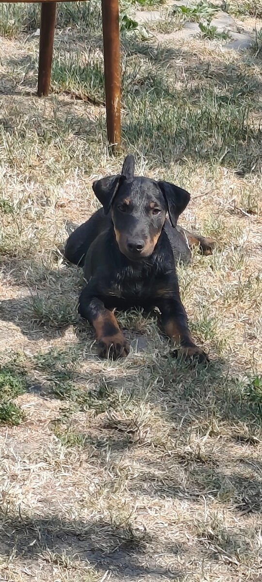 Jagdterrier - 2