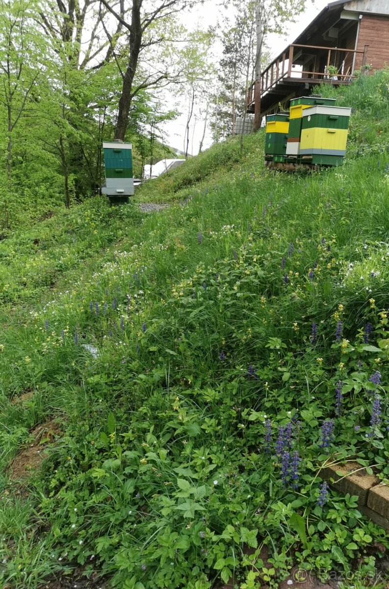 Včely - 2